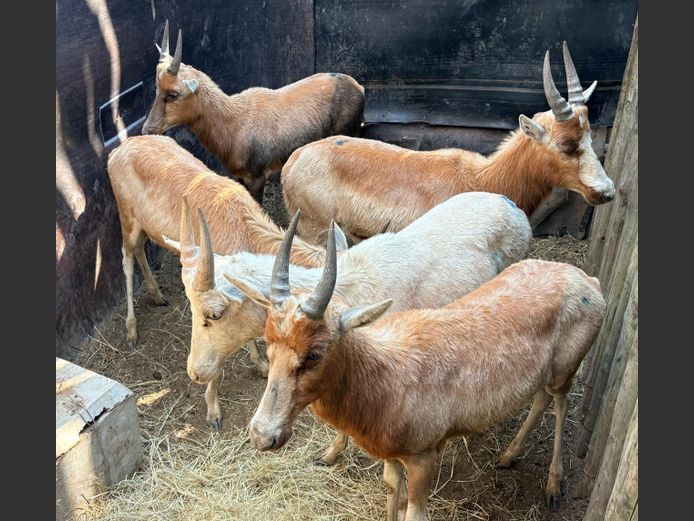 Blesbok Ram Lammers