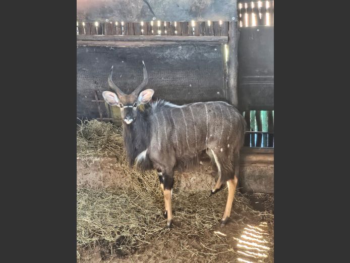 NYALA | LEBENKELE