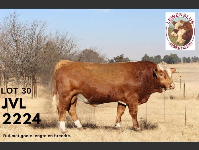 JVL2224 | JSH VAN DER LINGEN
