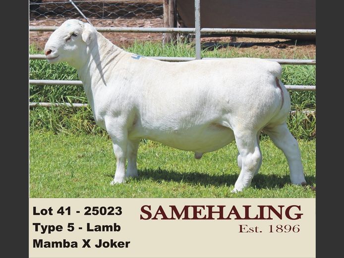 25023-331 | SAMEHALING  WIT DORPERS