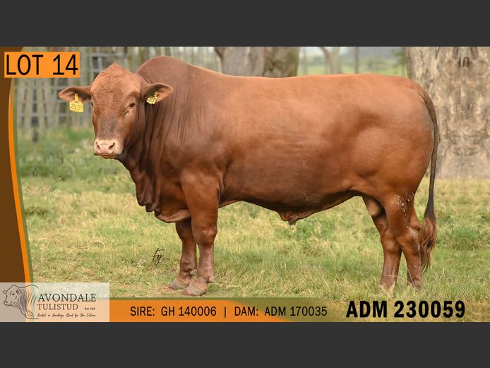 ADM 230059 | A.D. MULLINS