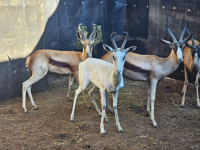 COPPER SPRINGBUCK | DH CILLIERS
