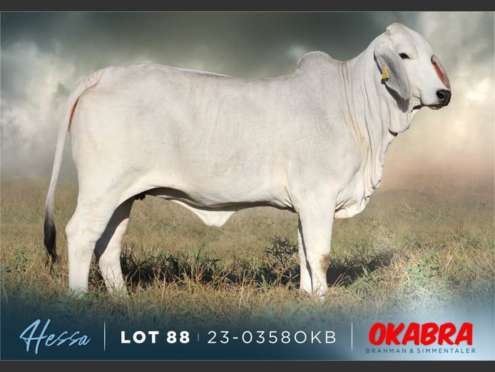 23-0358 OKB | OKABRA BRAHMAN