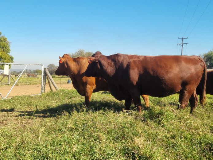 Commercial Animals | SH Bonsmaras