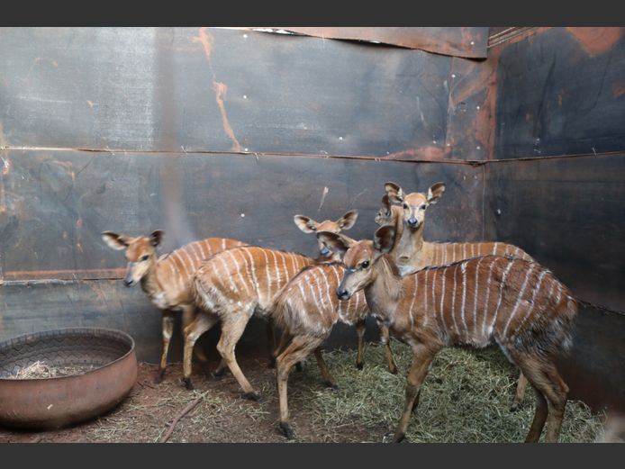 Njalas Familie Groep