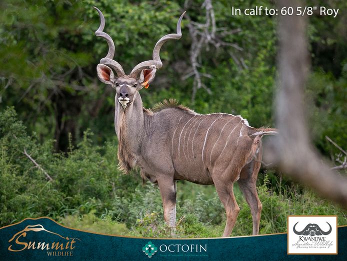 KUDU COWS ICT 60 5/8" "ROY"