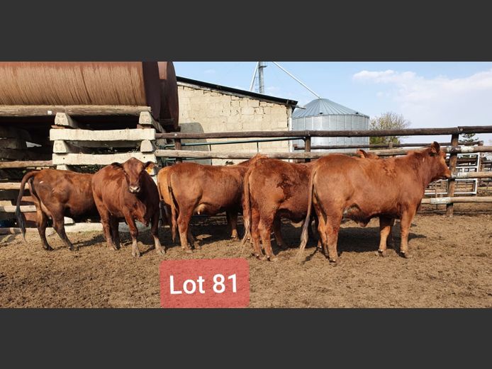 Heifers in Calf