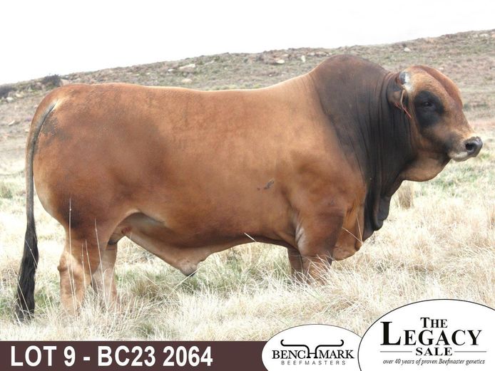 BC232064 | NO 8 CATTLE CO (PTY) LTD