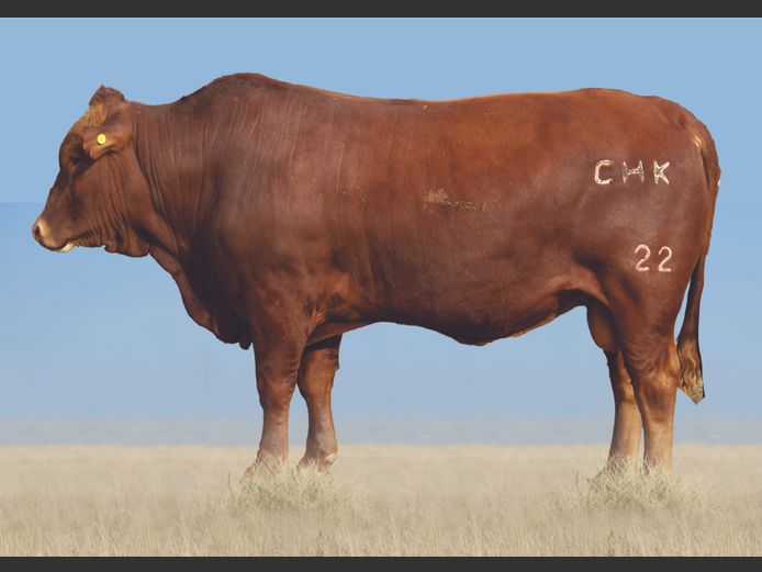 CHK 220268
