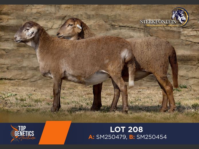 Ewes | STERKFONTEIN MEATMASTERS