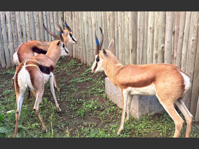 Springbok Jagramme