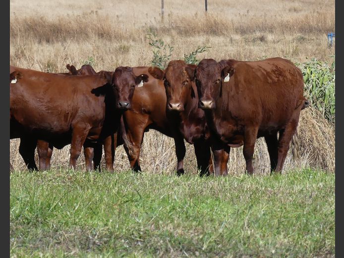 Commercial Animals 