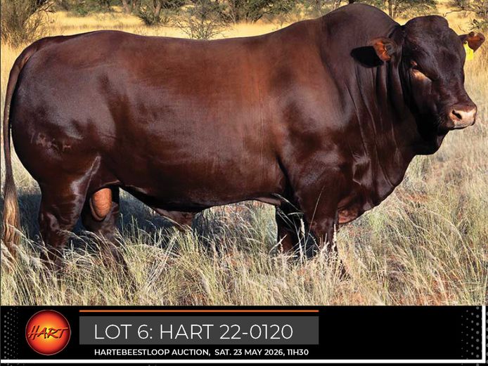 HART220120HH(c) | HARTEBEESTLOOP BONSMARA