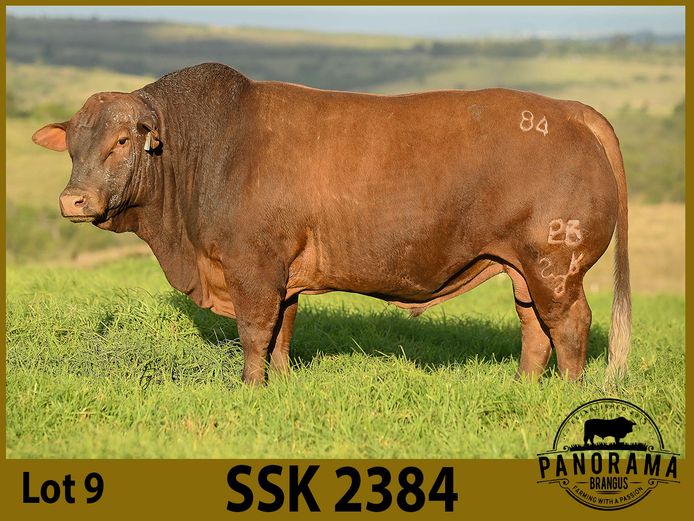 SSK2384 | KRETZMANN SL