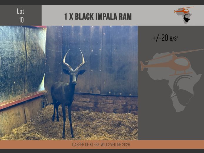 Black Impala (+- 20 6/8") 