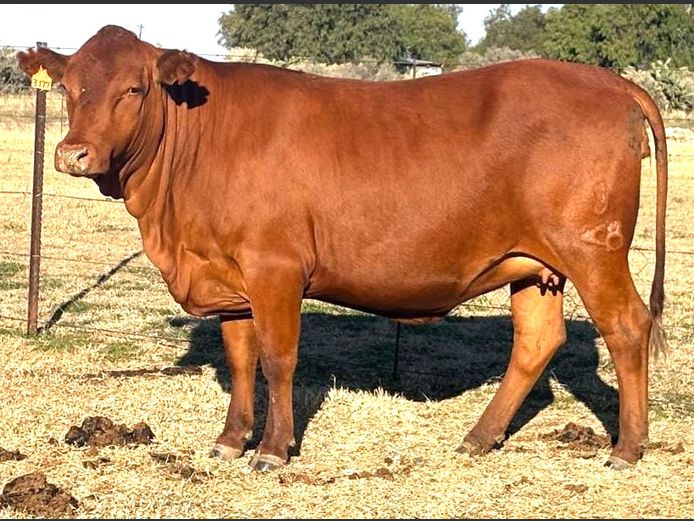 AB230177 | CCR BEEF (PTY) LTD