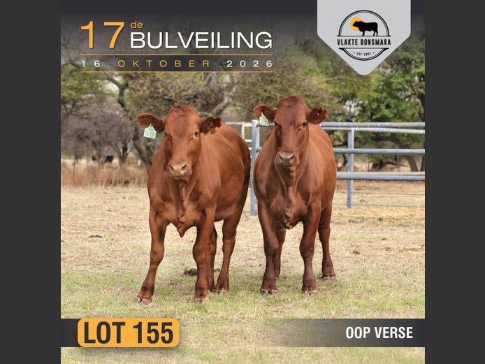 Commercial Animals |  FKB Bonsmaras