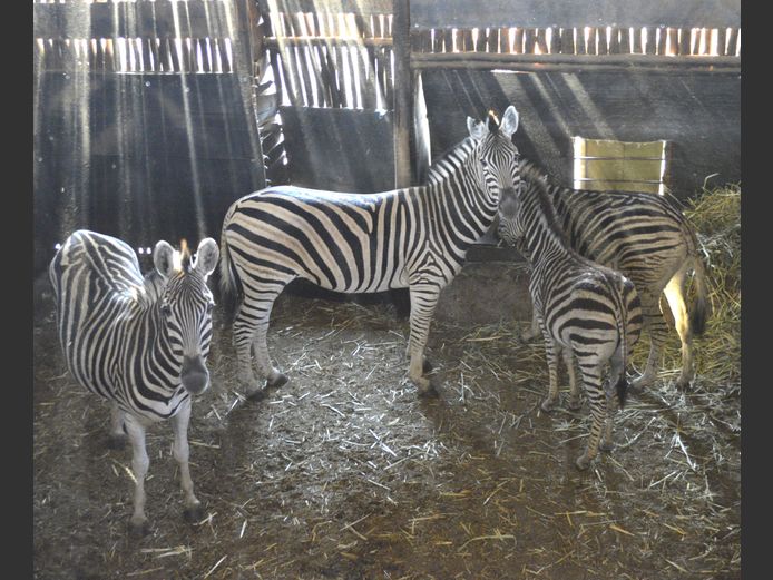 Zebra | Mhara Game Lodge