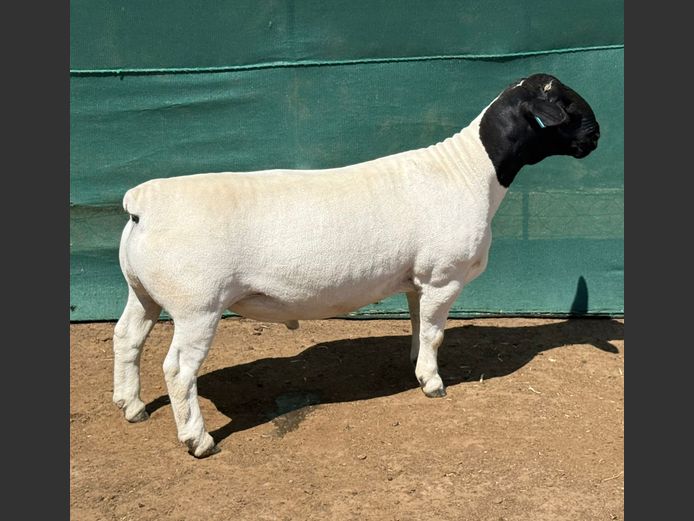 240522 | Leroy & Bruce Phillips Dorpers