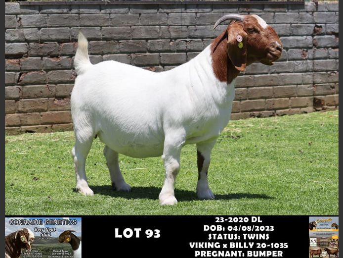 23-2020 DL | DAWID LOUW