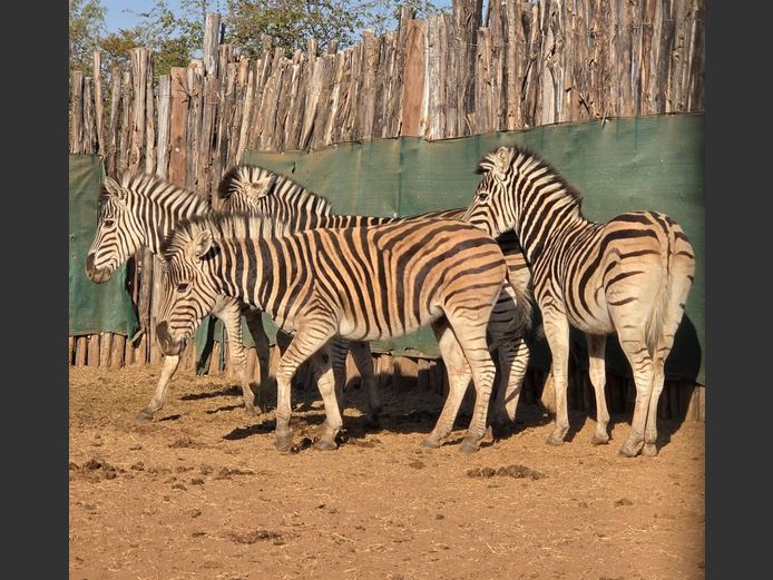 ZEBRA | M & E TRADING