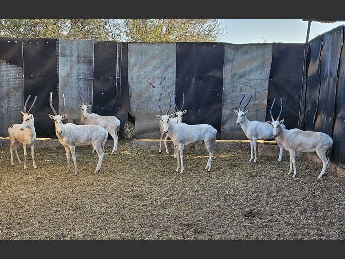 WHITE BLESBOK | HELICON