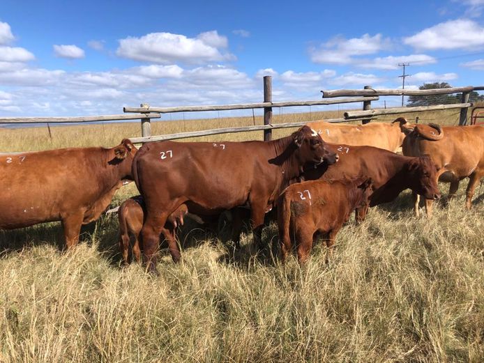 5 1 ST CALVERS WITH CALVES