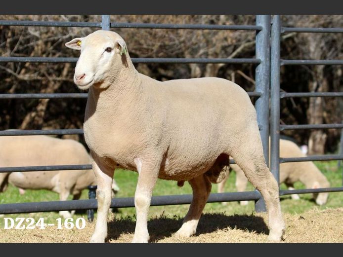 DZ 240160 | 2 STEYNS BOERDERY