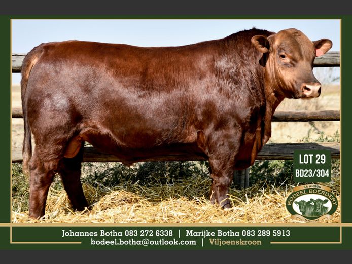 BD 230304 | BODEEL BOERDERY