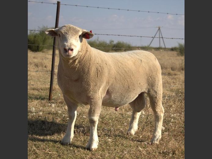 CJW 250010 | CJW BOERDERY