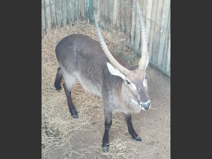 Waterbok | Game On