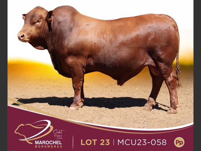 MCU 230058