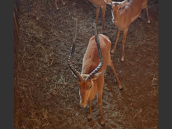 ROOIBOK | FUMANIE LODGE