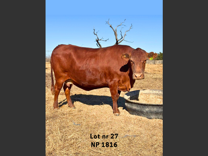 NP 180016 | NOOITGEDACHT SENEPOL STOET