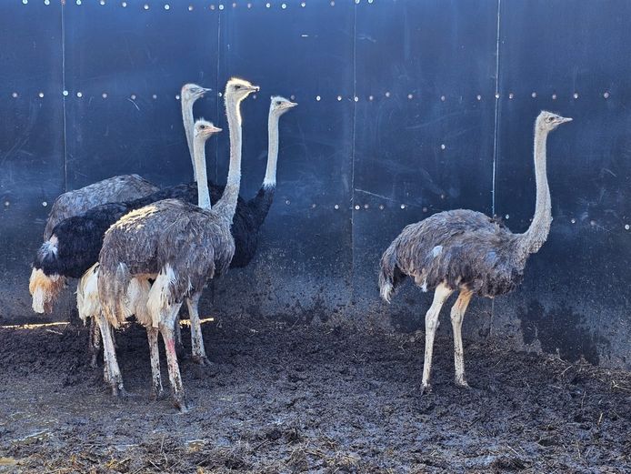 OSTRICHES | LITTLE HUT TRUST