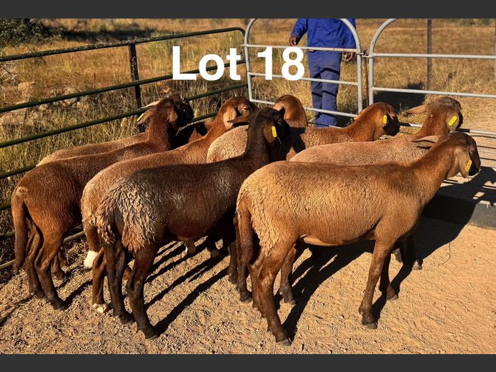 Ewes | S.Kirsten