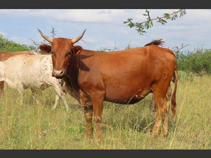 Commercial Animals | MATLA (O.T. Jannasch)