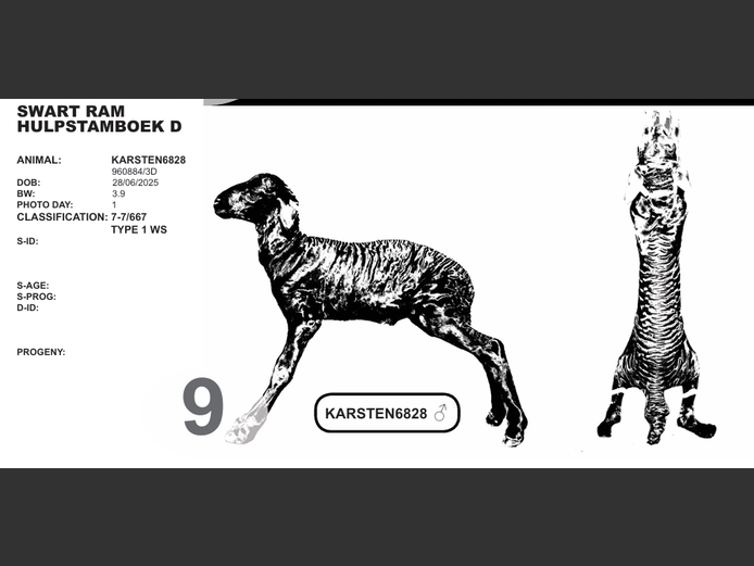 SWART RAM 
HULPSTAMBOEK D | KARSTEN6828  
♂ 