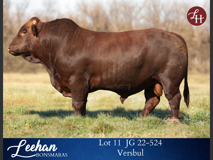 JG220524 | Leehan Bonsmara