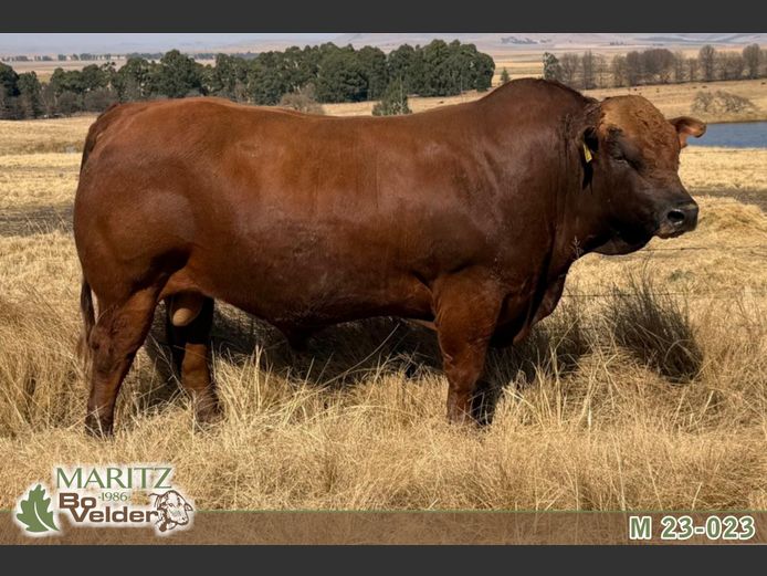 M230023 | Maritz Bovelders