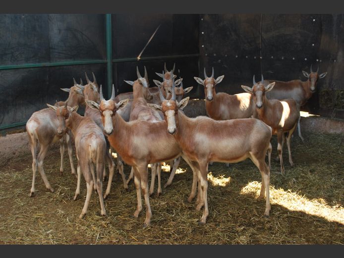 YELLOW BLESBOK | HELICON