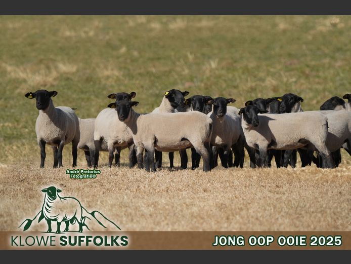 Commercial Ewe | KLOWE SUFFOLK