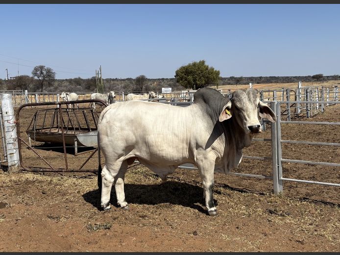 23-0475U | SAVANNAH BRAHMAN