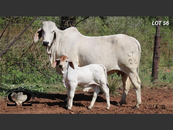 Commercial Animals | ELTRICHA BRAHMANE 