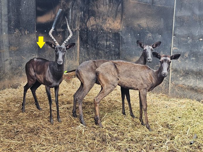 BLACK IMPALA | SAVANNAH