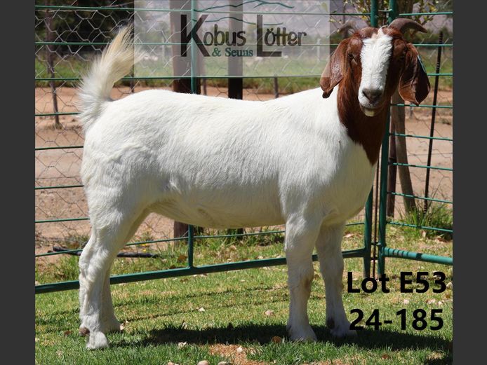 24185 | DuPreezkraal