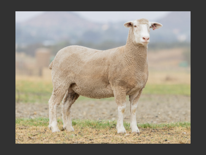 B240009 | BRANDMERK