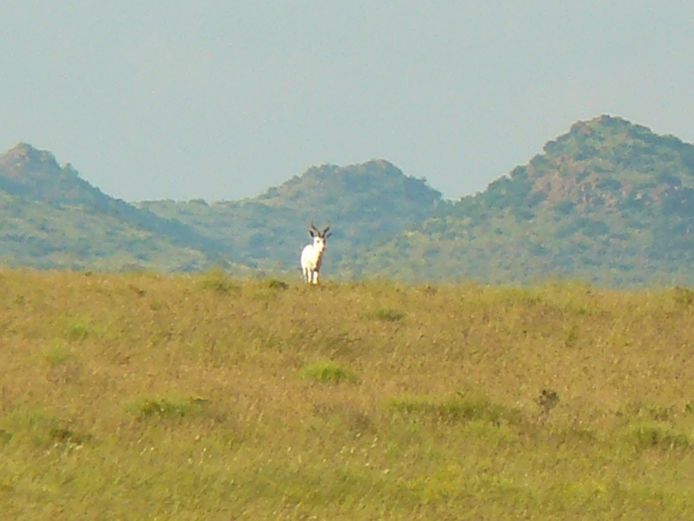 Wit Springbok | Steenbokkie (J Herselman)