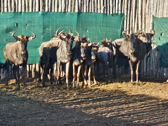 BLOUWILDEBEES | HIGHLAND