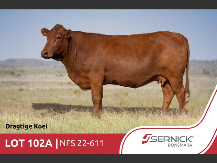 NFS 220611 | SERNICK BONSMARA STOET